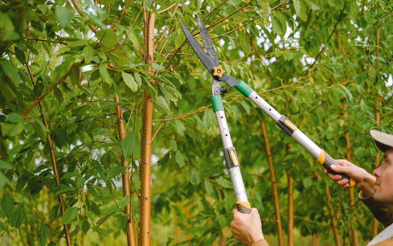 Tree trimming in Waterbury, VT