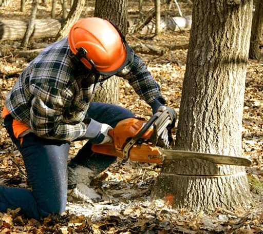 Tree Removal in Waterbury, VT